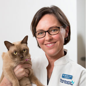 all about cats veterinary hospital